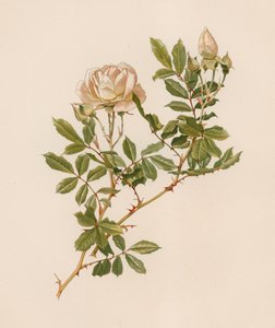 Engelsk Rose af English School